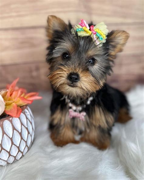 $400 yorkshire terrier for sale.